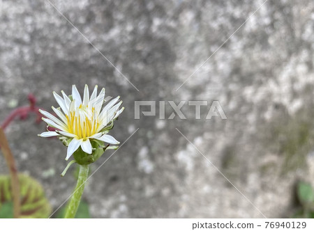 蒲公英 albidum 日本蒲公英 蒲公英 albidum 日本蒲公英 76940129