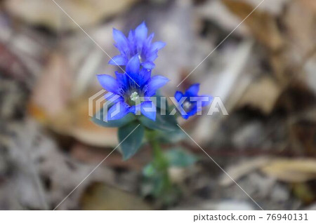 路邊的花 76940131