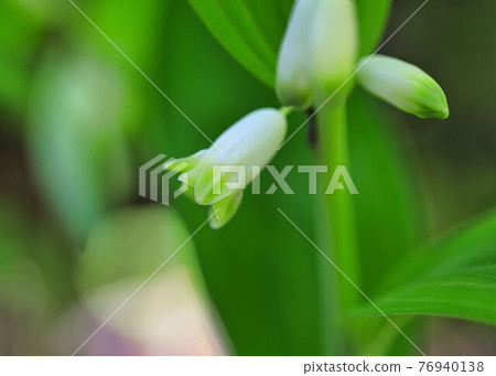 路邊的花 路邊的花 76940138