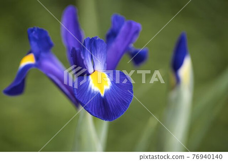 鳶尾花 鳶尾花 76940140