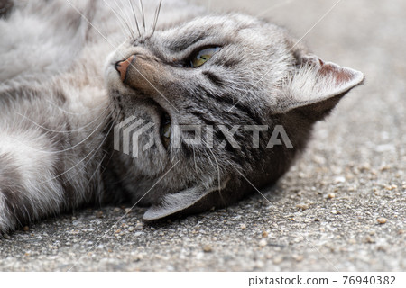 Relaxing cat, Sabatra cat Relaxing cat, Sabatra cat 76940382