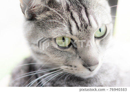 Staring cat, Sabatra cat Staring cat, Sabatra cat 76940383
