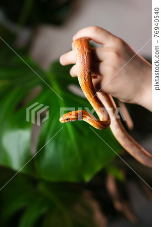 Exotic Pet Corn Snake Exotic Pet Corn Snake 76940540
