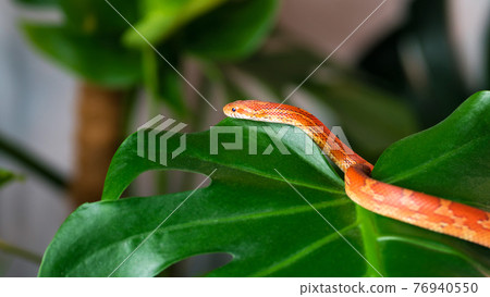 Exotic Pet Corn Snake Exotic Pet Corn Snake 76940550
