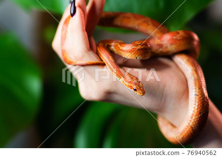 Corn snake wrapped around woman hand Corn snake wrapped around woman hand 76940562