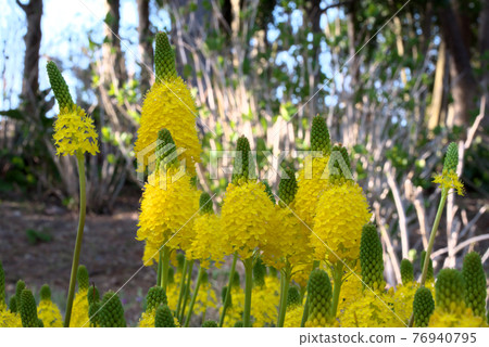 Bull Vinella Cat's Tail Bull Vinella Cat's Tail 76940795