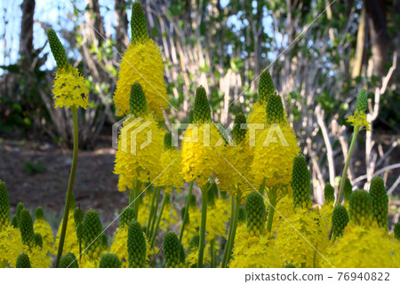 Bull Vinella Cat's Tail Bull Vinella Cat's Tail 76940822