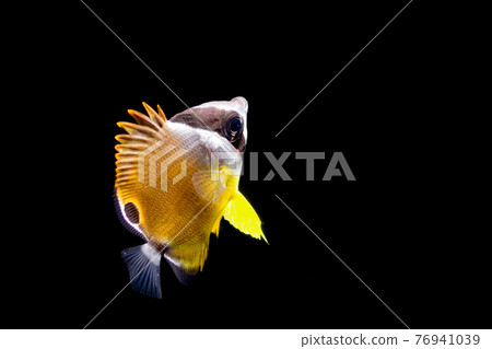 Young fish of butterfly 76941039