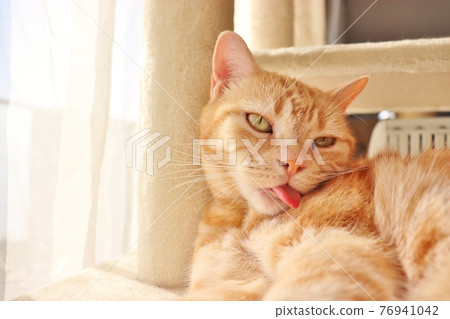 Cat American Shorthair Red Tabby Looks Intimidating Cat American Shorthair Red Tabby Looks Intimidating 76941042