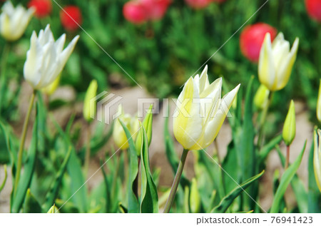[Variety: White Triumphata] Tulips with white and pale yellow lily-blooming petals 76941423