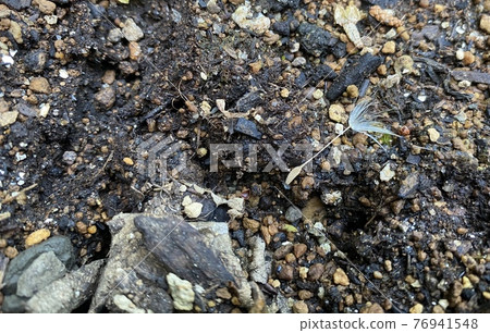 蒲公英絨毛 76941548