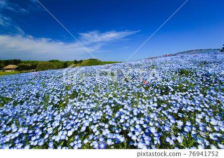 Nemophila blue in Hitachinaka Nemophila blue in Hitachinaka 76941752