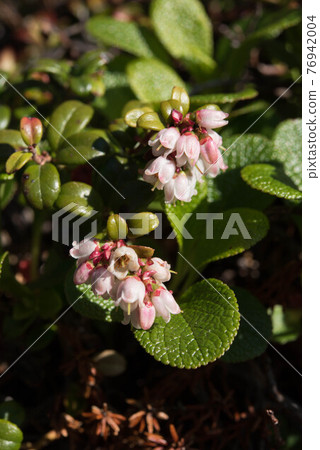 大雪山的越橘花 76942004