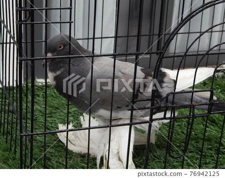 SEREMBAN, MALAYSIA -MAY 20, 2017: Exotic pigeons in cages and exhibited to the public. These birds are kept as pets. SEREMBAN, MALAYSIA -MAY 20, 2017: Exotic pigeons in cages and exhibited to the public. These birds are kept as pets. 76942125