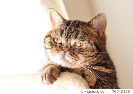 Pensive look nose cat American Shorthair Brown Tabby Pensive look nose cat American Shorthair Brown Tabby 76942126