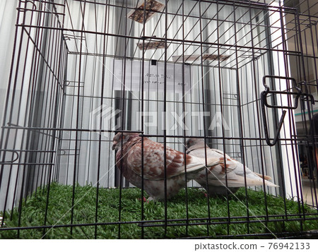 SEREMBAN, MALAYSIA -MAY 20, 2017: Exotic pigeons in cages and exhibited to the public. These birds are kept as pets. 76942133