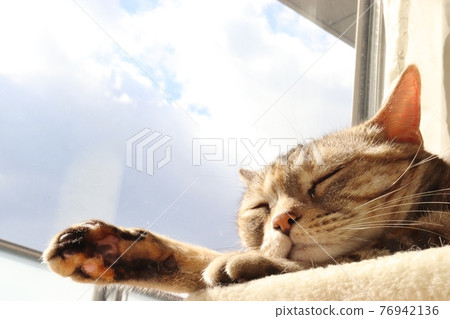 Deep-sleeping cat basking in the blue sky and the sun American Shorthair Silver Patched Tabby 76942136