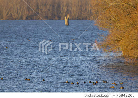 birds on Nove Mlyny reservoir, Southern Moravia, Czech Republic birds on Nove Mlyny reservoir, Southern Moravia, Czech Republic 76942203