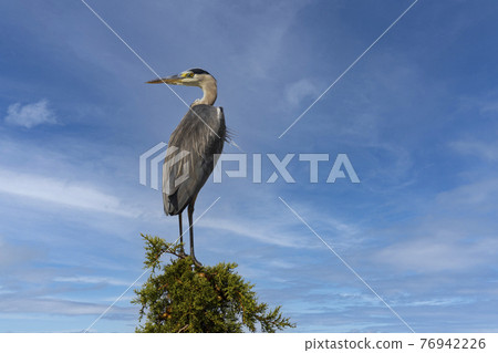 Gray heron in Parco Naturale della Maremma, Tuscany, Italy 76942226