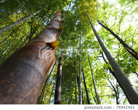 bambooshoot  76942485