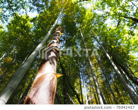 Bamboo shoots Bamboo shoots 76942487