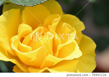 Rose (Henry Fonda) Rose (Henry Fonda) 76943116