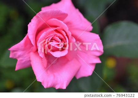 玫瑰(Yoshizumi) 玫瑰(Yoshizumi) 76943122