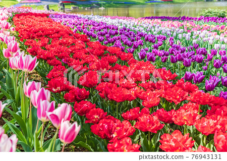 Tulip Flower Field 76943131