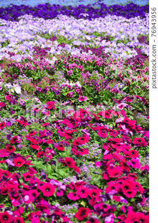 Gradient flowerbed in the red brick warehouse Gradient flowerbed in the red brick warehouse 76943956