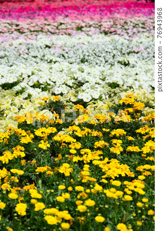 Gradient flowerbed in the red brick warehouse Gradient flowerbed in the red brick warehouse 76943968