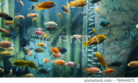 Tropical colorful fish on a coral reef. 76944075