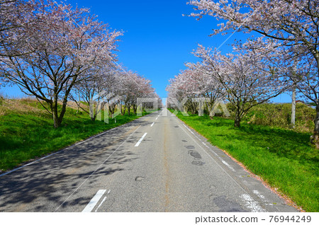 石川縣內田町一排櫻花樹的母愛公路千本櫻 石川縣內田町一排櫻花樹的母愛公路千本櫻 76944249
