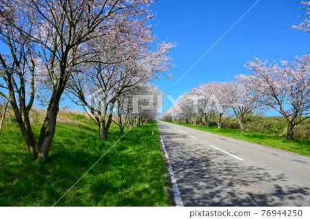 石川縣內田町一排櫻花樹的母愛公路千本櫻 石川縣內田町一排櫻花樹的母愛公路千本櫻 76944250