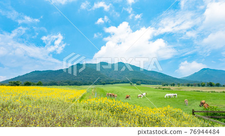 當向日葵在平山高原上盛開時 76944484