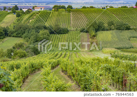 Summer vineyard nearby Strekov, Southern Slovakia 76944563