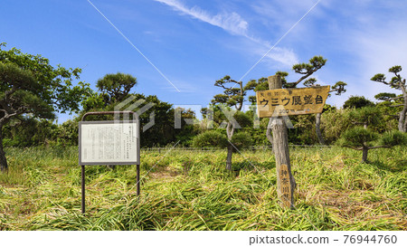 Spring in Jogashima, Miura City, Kanagawa Prefecture, the southernmost tip of the Shonan Miura Peninsula Spring in Jogashima, Miura City, Kanagawa Prefecture, the southernmost tip of the Shonan Miura Peninsula 76944760