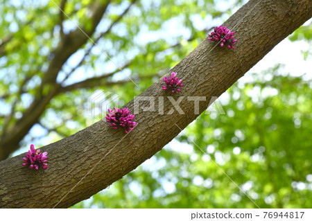 Buds of Hanazu Ow Buds of Hanazu Ow 76944817