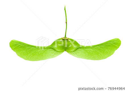Closeup of sycamore seeds isolated on a white background. Detail for design. Closeup of sycamore seeds isolated on a white background. Detail for design. 76944964