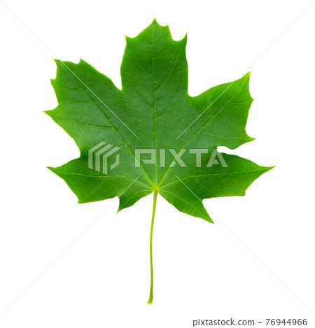 Green Sycamore leaf isolated on white background close-up. Detail for design. Green Sycamore leaf isolated on white background close-up. Detail for design. 76944966