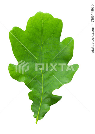 Green oak leaf isolated on white background close-up. Detail for design. 76944969