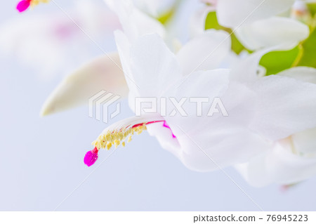 White flower Schlumbergera White flower Schlumbergera 76945223