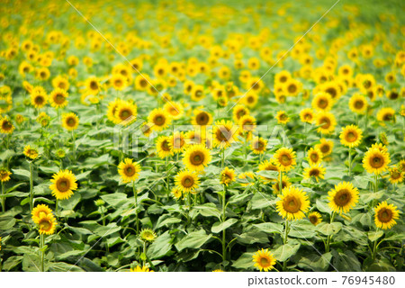 向日葵 向日葵 76945480