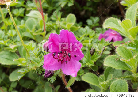 知床羅臼山的白山千鳥 76945483