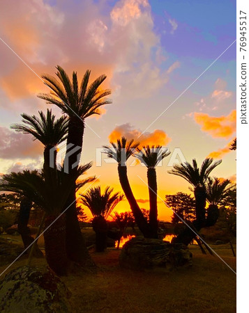 Cycads 76945517