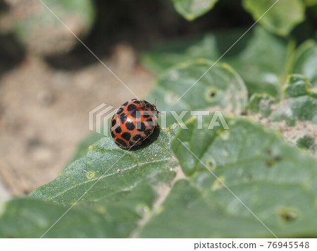 Freshwater fish caterpillar 76945548