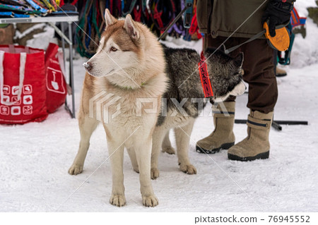 Dogs to ride in sleds before riding amid snow Dogs to ride in sleds before riding amid snow 76945552