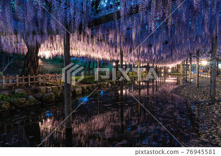 Wisteria of Tenno river park Wisteria of Tenno river park 76945581