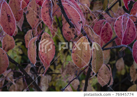 Cold autumn plateau Cold autumn plateau 76945774