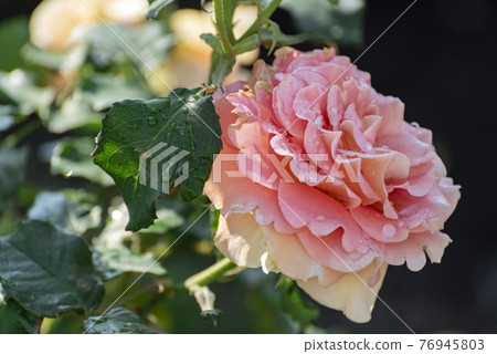 Rose wet with dew 76945803