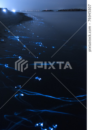 螢火蟲烏賊夢幻般的藍光踪跡 76945807